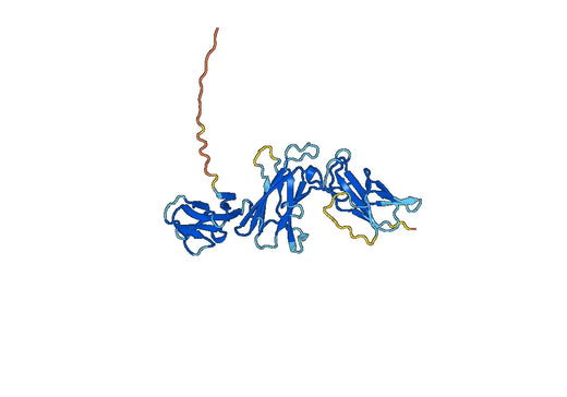 Mouse Interleukin-12 subunit beta(Il12b)