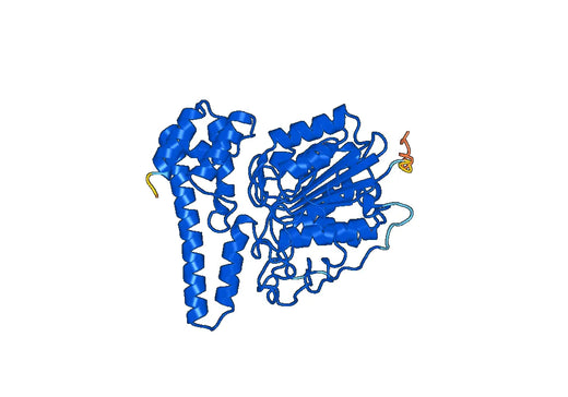 Mouse LGMN recombinant protein