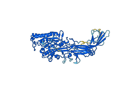Mouse PAD4 protein-arginine deiminase type-4 Recombinant Protein