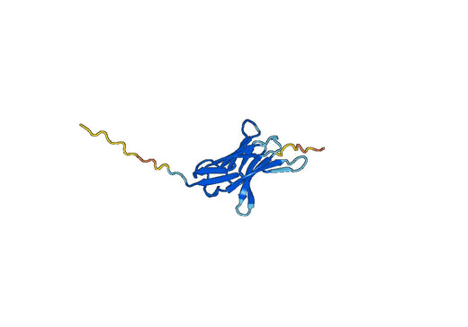 Mouse PD-1 recombinant protein