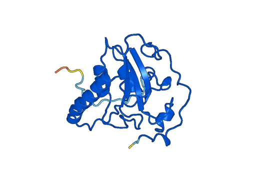 MSRA, N-His, recombinant protein