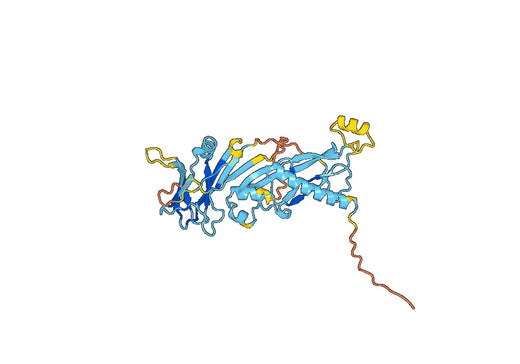 MSTN, N-His, recombinant protein