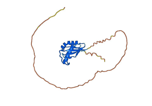 Mucin-1(Ala927-Gly1158)