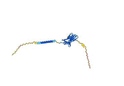 Muzastotug Biosimilar - Anti-CD152 mAb - Research Grade