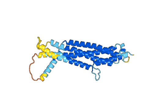 MX1, N-His, recombinant protein