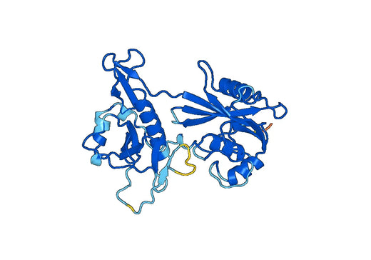 Mycobacterium Nudix Recombinant Protein