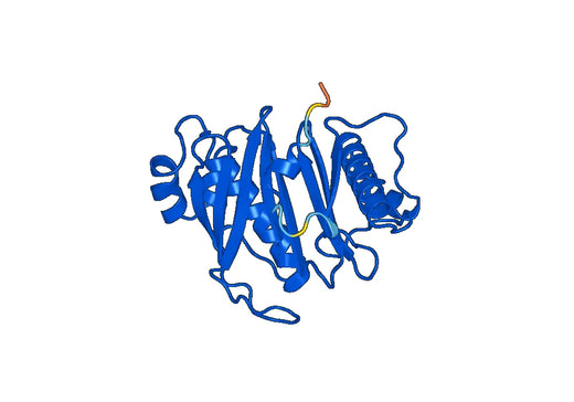 Mycobacterium PptT Recombinant Protein