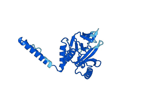 MYO1G, N-His, recombinant protein