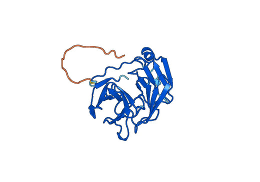 MYOC, N-His, recombinant protein