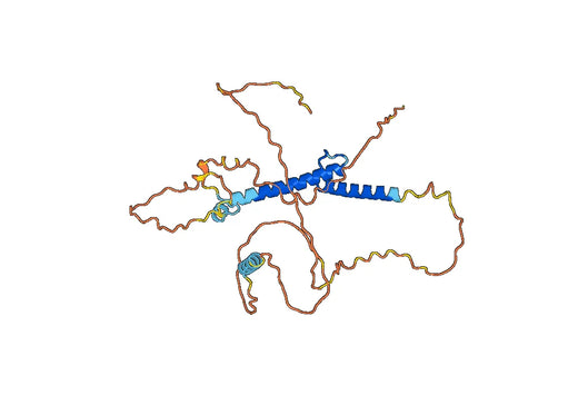 MYOD1, N-His, recombinant protein