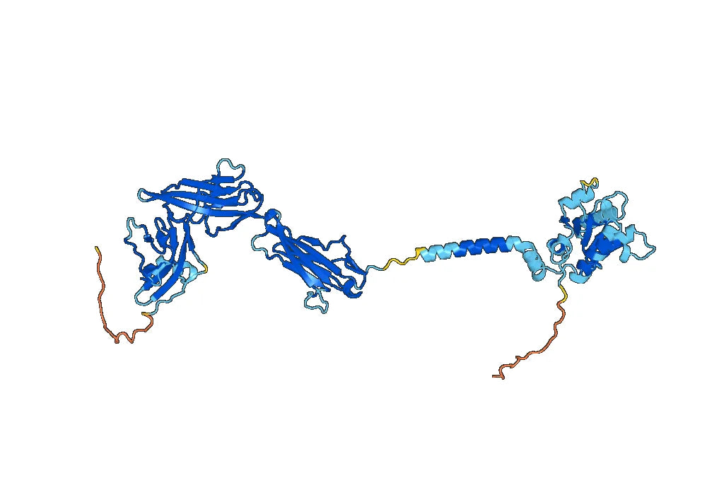 Nadunolimab Biosimilar - Anti-IL1RAP mAb - Research Grade