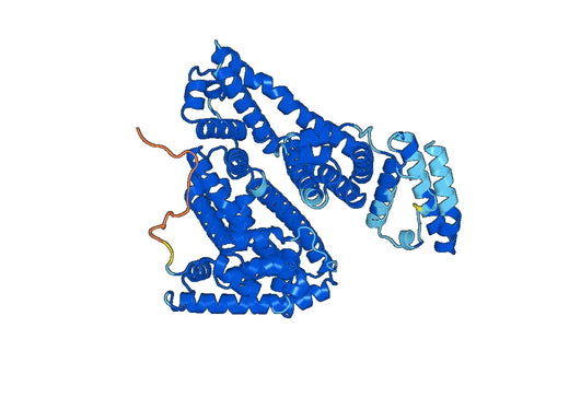Native Monkey ALB/Albumin Protein
