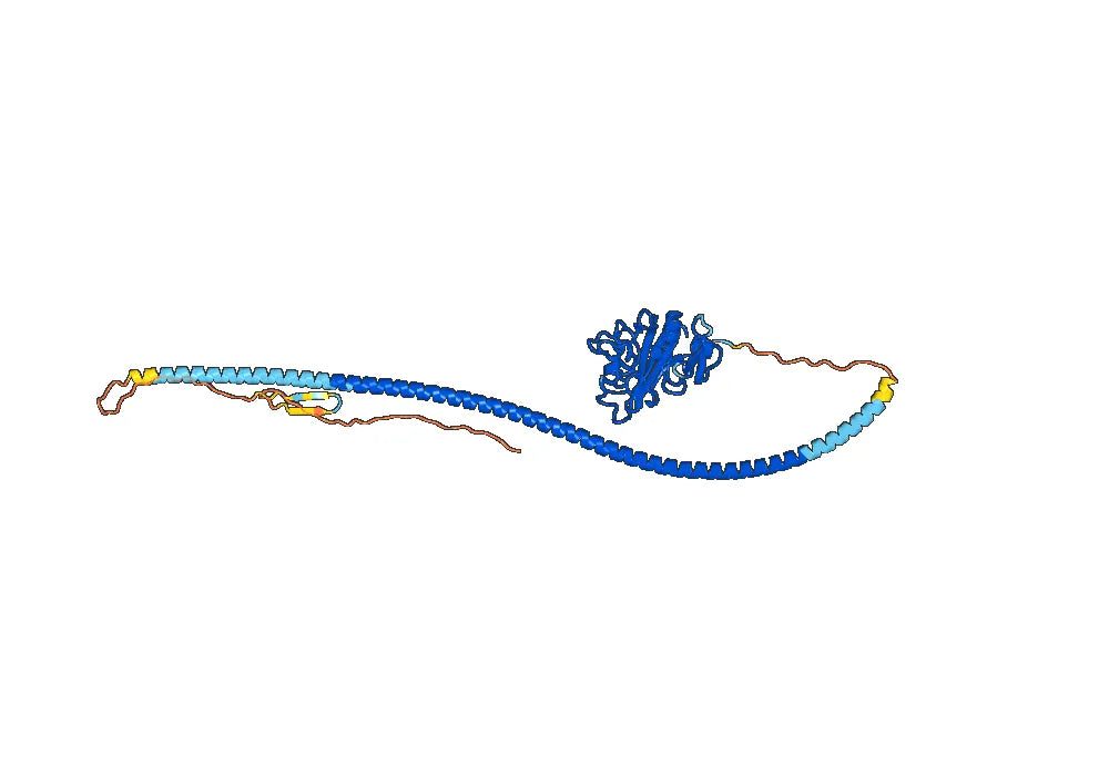 Nesvacumab Biosimilar - Anti-ANGPT2 mAb - Research Grade