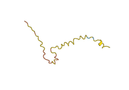 NKX2-1, N-GST, recombinant protein