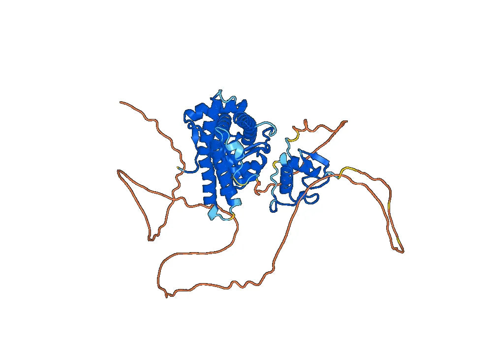 NR3C1, N-His, recombinant protein