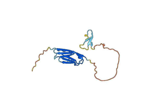 NRG1, N-His, recombinant protein