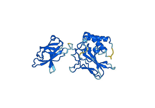 Nuclear factor NF-kappa-B p105 subunit(NFKB1)