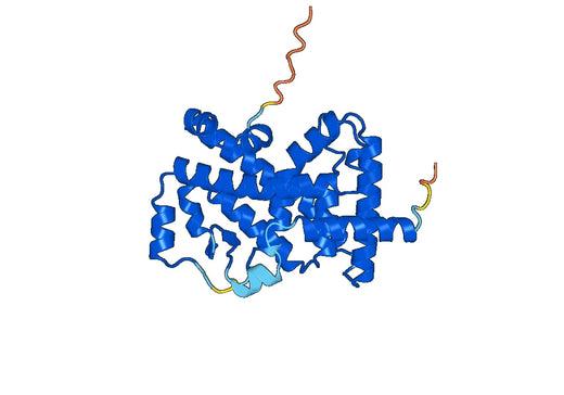 Nuclear receptor ROR-alpha(RORA)