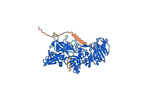 Obiltoxaximab ELISA Kit