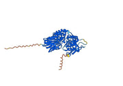 Oleclumab Biosimilar – Anti-NT5E, CD73 mAb – Research Grade