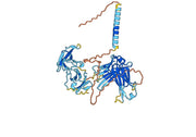 Omalizumab Biosimilar - Anti-IGHE mAb - Research Grade