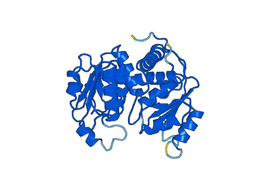 Ornithine carbamoyltransferase, mitochondrial(OTC)