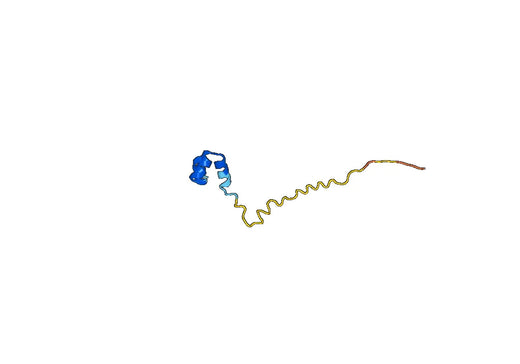 Osteocalcin / BGLAP / OC, N-His, recombinant protein