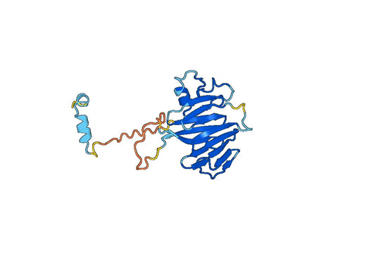 Otogelin-like protein(Otogl)