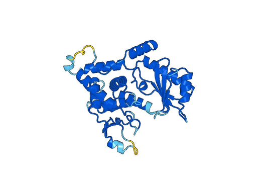 PAPD5 HUMAN Protein
