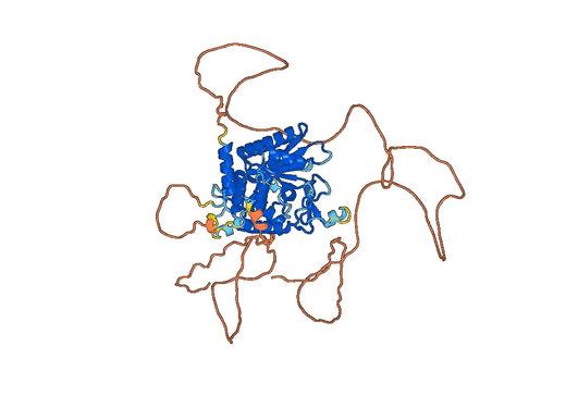 PAPD5 MOUSE Protein (8812)