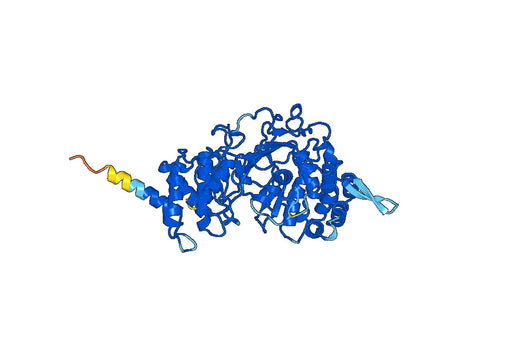 PARG, N-His, recombinant protein