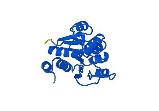 PARK7, N-His, recombinant protein