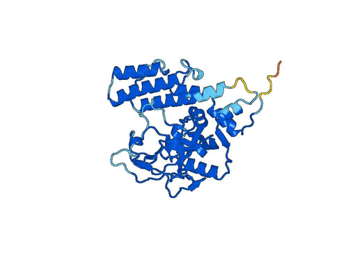 PARP2, N-His, recombinant protein
