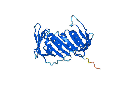 PCNA protein - Proliferating cell nuclear antigen