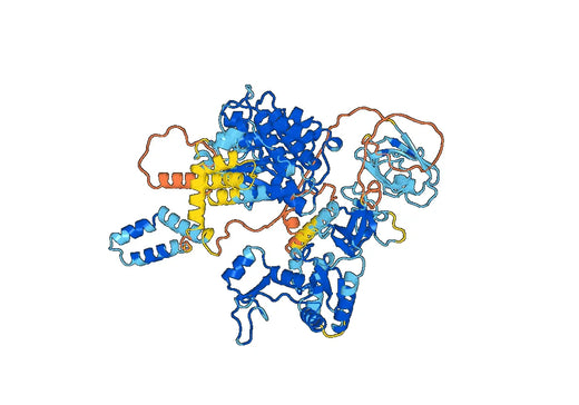 Peripheral plasma membrane protein CASK(CASK) (2-925)