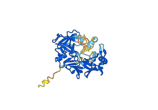 PGA3 (Met1-Ala388), C-His, recombinant protein
