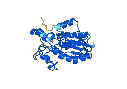 PGAM1, N-His, recombinant protein