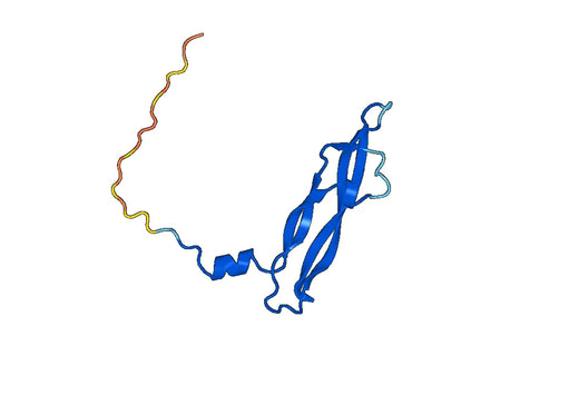 PGF / PlGF, N-His, recombinant protein