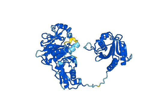 Phenylalanine--tRNA ligase beta subunit(FARSB)