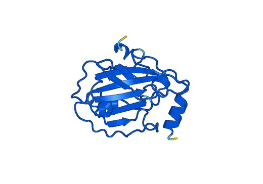 Phosphatidylethanolamine-binding protein 1(PEBP1)