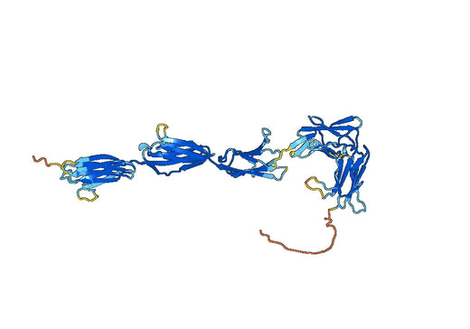 Platelet Derived Growth Factor proteins Receptor Alpha