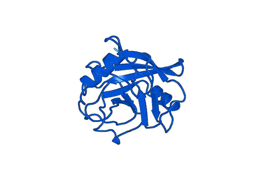 PPIA, N-His, recombinant protein