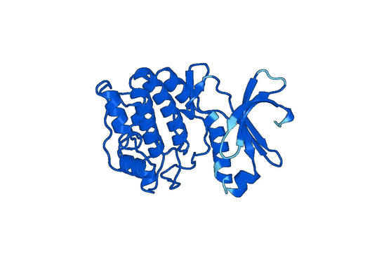 PRKCE, N-His, recombinant protein