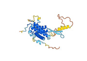 Protein Wnt-10b (in E.coli)