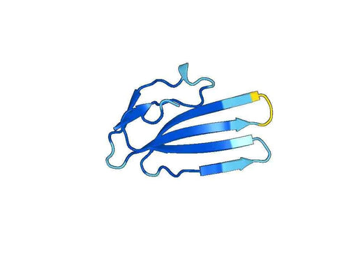 PSCA recombinant protein
