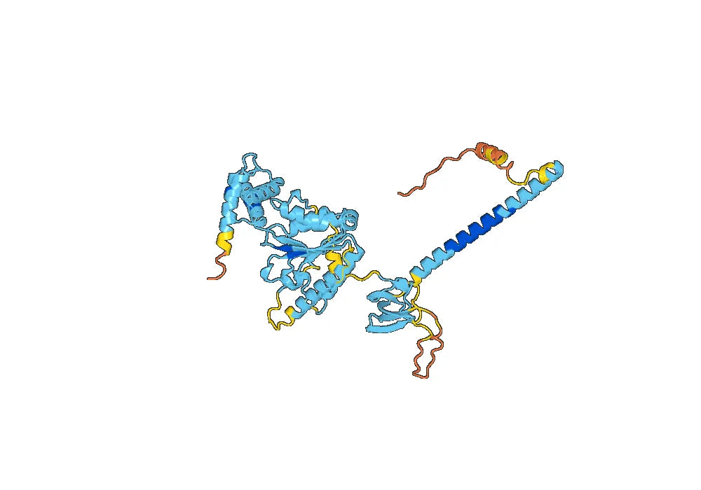 PSMC3, N-His, recombinant protein