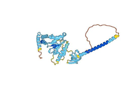 PSMC4, N-His, recombinant protein