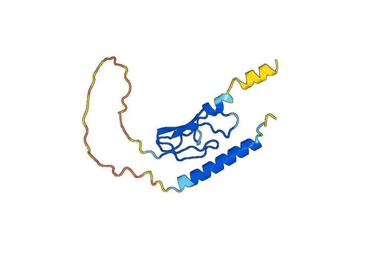PTH1R, N-His, recombinant protein