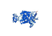 Pyruvate kinase PKM(PKM)
