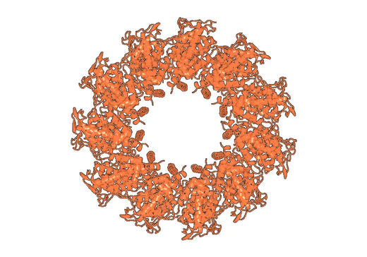 Rabies virus Nucleoprotein Recombinant Protein
